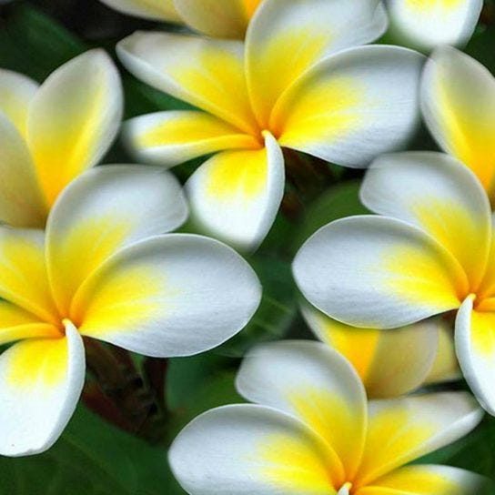 Wimpern Studio Meinerzhagen Güldeniz Baday